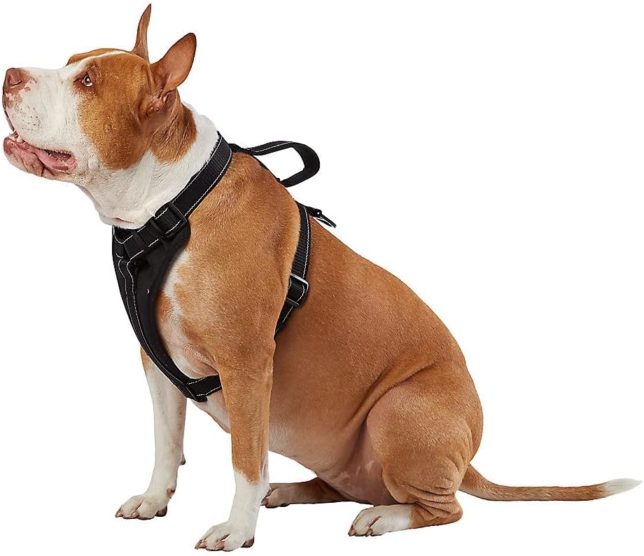 KONG Max Ultra Durable Neoprene Padded Chest Plate Dog