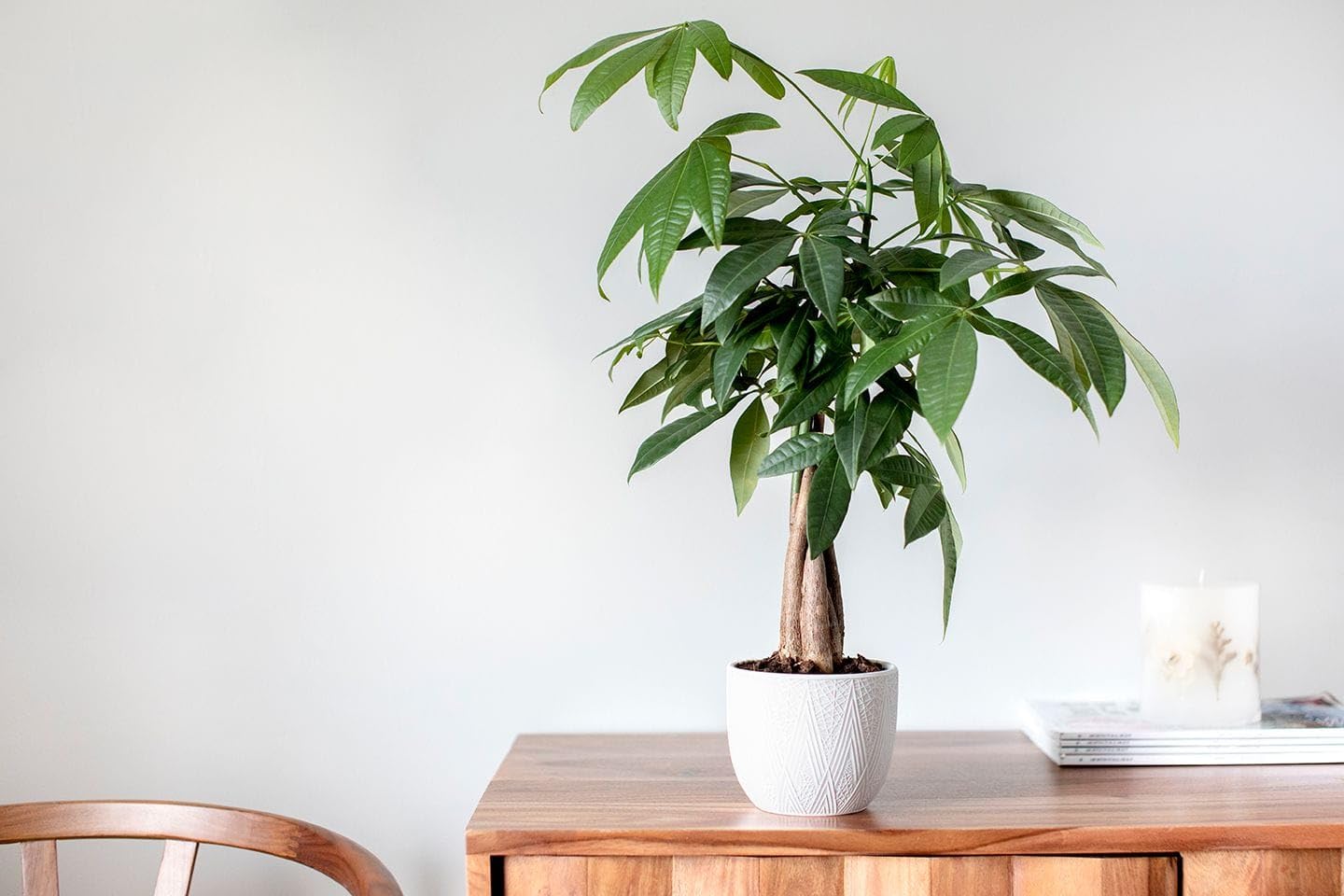Braided Money Tree Live Plant with Pot | Pachira Aquatica | Indoor Prosperity Plant, Home & Office Décor, Living Room & Bedroom, Braided Trunk Design, Comes with Pot-picture-17