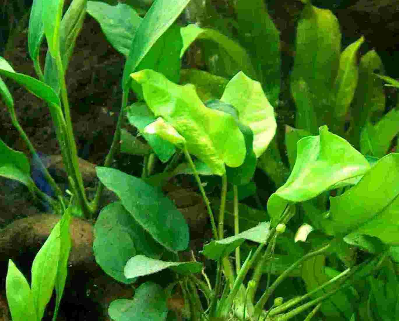 5 Töpfe Anubien, Anubia mix, 5 Sorten, Aquarium