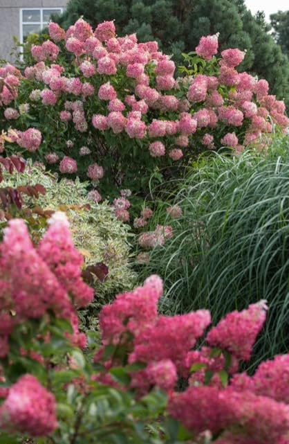 Vanilla Strawberry Hydrangea PP 20670 (3 Gallon)