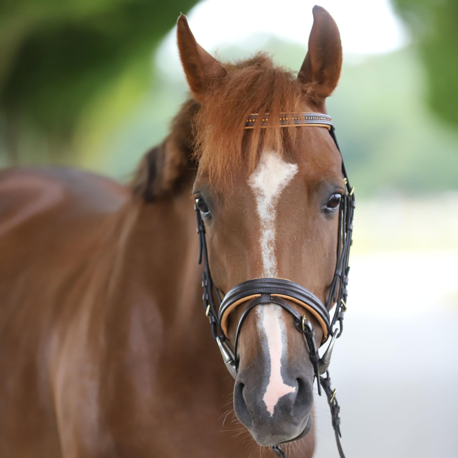 Marengos - Trensenzaum englisch kombiniert Diamond Braun/Gold Pony