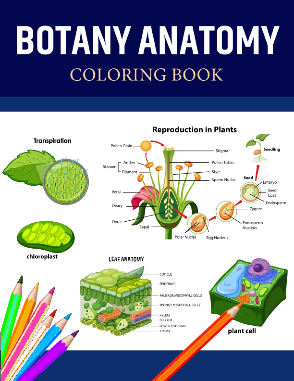 Buy Botany Anatomy Coloring Book: A Botany Coloring Book Including ...