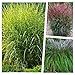 Produktbild 3 x Ziergras Kollektion im 1 Liter Topf (Ziergras/Gräser/Winterhart/Mehrjährig/Staude/Stauden) Struktur, Farbe und Bewegung in Perfektion - Blickfang - von Stauden Gänge