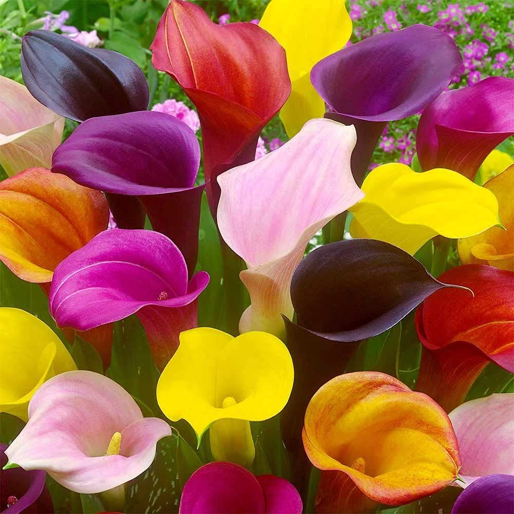 CZ Grain Calla Lily Bulbs Mix