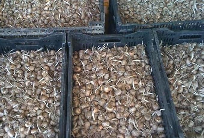 Bulbi di Croco da Zafferano, Crocus Sativus, Circonferenza 9/10 cm, Confezione da 50 Bulbi, Disponibilità Immediata, Per Coltivazione Zafferano