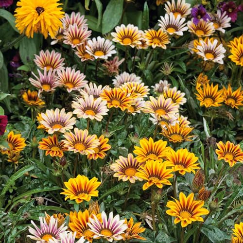 Image of Gazania Flower Seeds for Planting - Bright Colorful Daisy-Like Blooms, Easy to Grow, Sun Loving Garden Flower Seeds(Pack Of 50+ Seed)