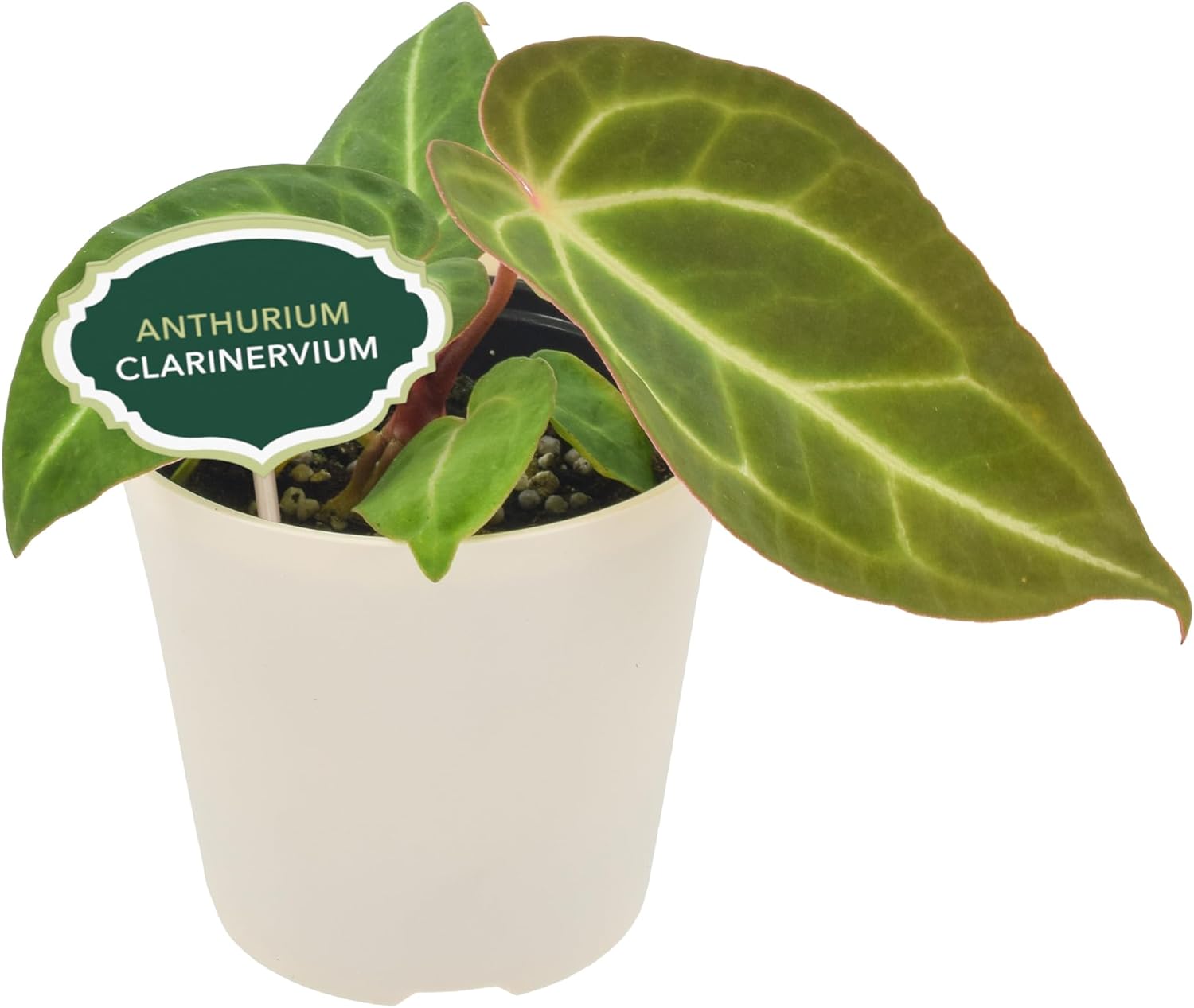 Arcadia Garden Products Live Anthurium Clarinervium Rare Indoor Houseplant in Plastic Pot, Tropical Plant Collector Gift for Home and Garden Decor, 4-inch, Beige