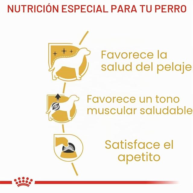 Foto 3 de 5 de Royal Canin Poodle Adult