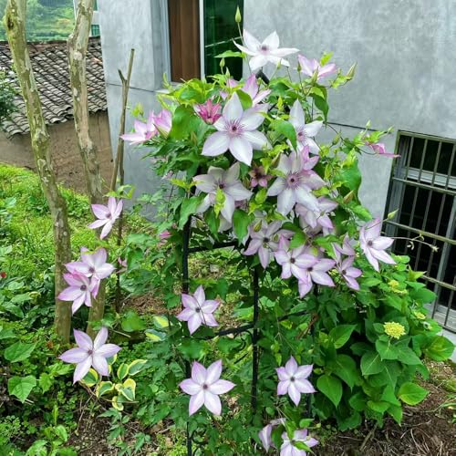 clemátide resistente - bulbos rocalla de jardín resistentes clemátide perenne resistente bulbos de jardín que florecen en primavera bulbos de floración temprana bulbos de 7pcs