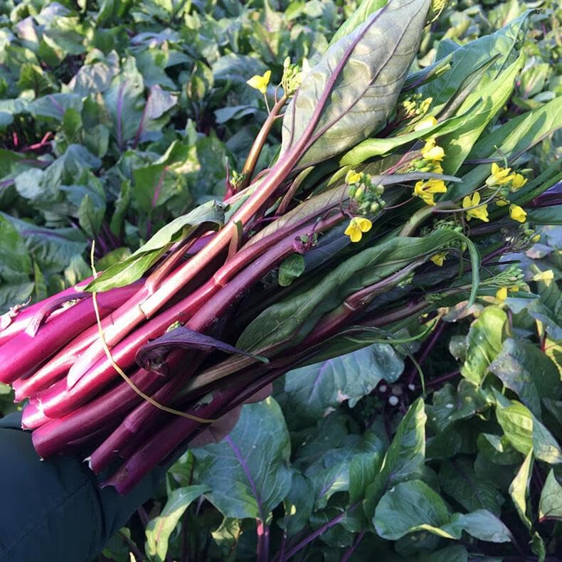 500+ Organic Kale Seeds for Plating Outdoors Plan Your Vegetable Kale in Containers Gardening Growing by Season