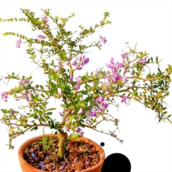 Mphmi Seedless Plant Indoor Plants Desmodium Blue Braya Bonsai � Plant (B0CVVQZJ7B) Amazon Price History, Amazon Price Tracker