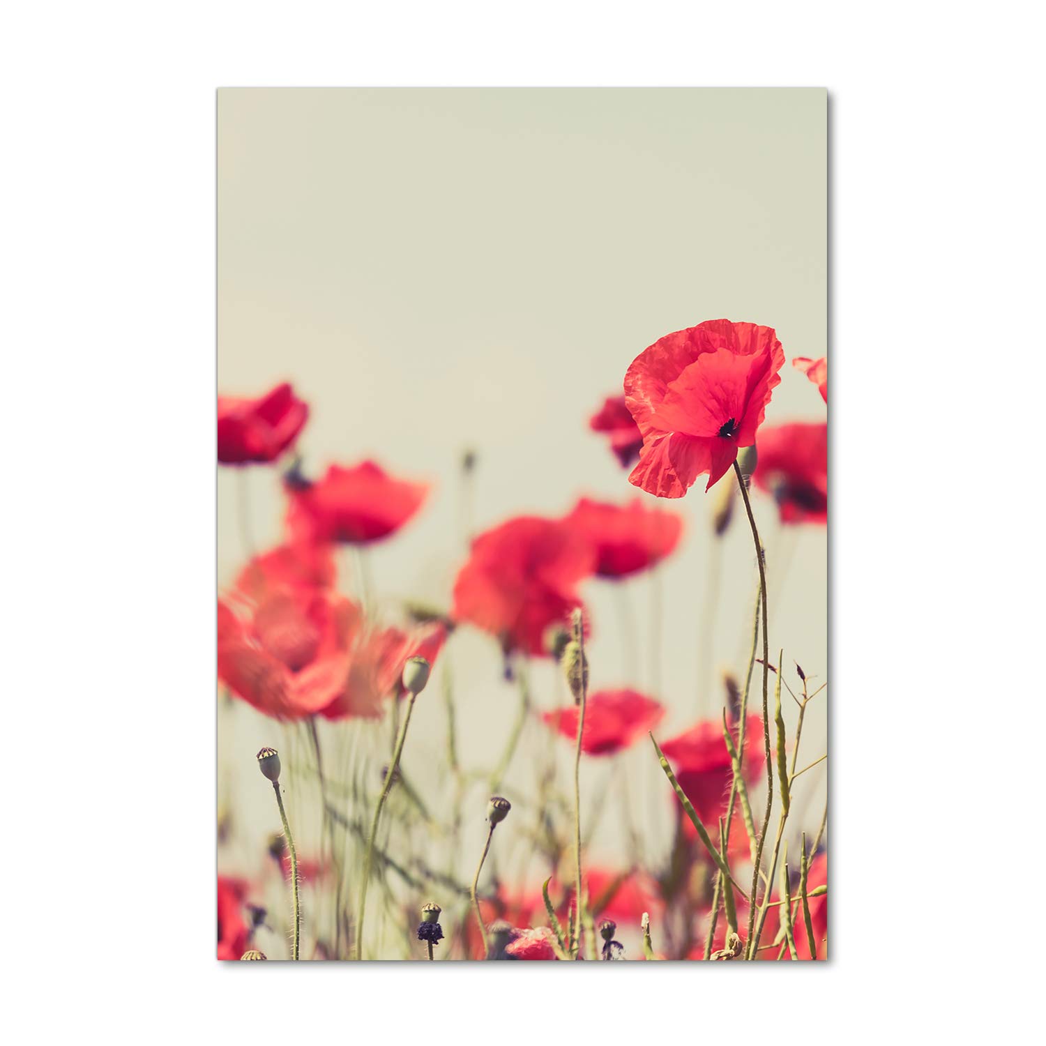 Déco mural derrière le plastique Tulup 70x100 : tableau fleurs rouges coquelicots
