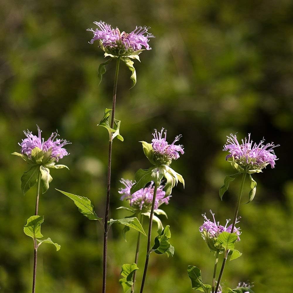 Bergamot Flower, UW Arboretum, Madison, Wisconsin Photograph