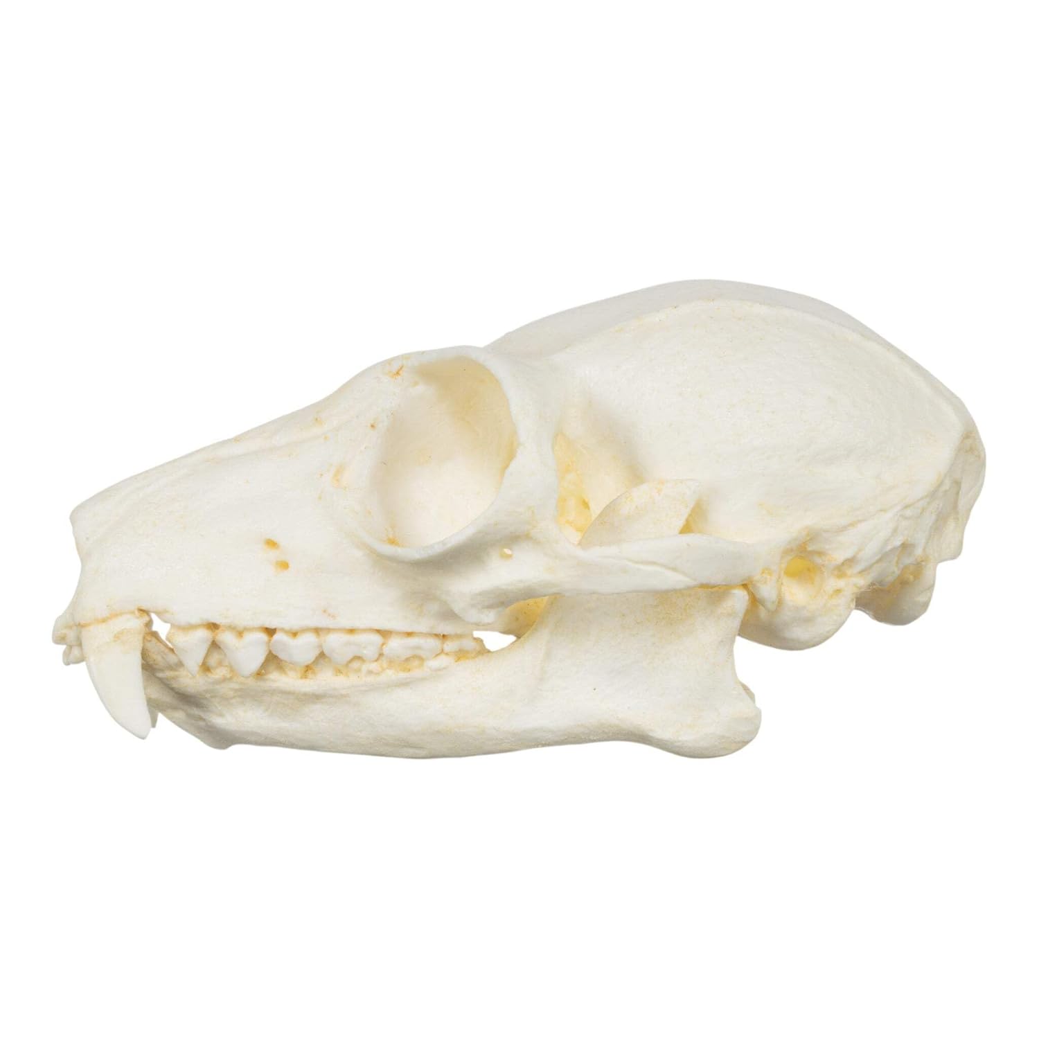 Ruffed Lemur Skull (Teaching Quality Replica)