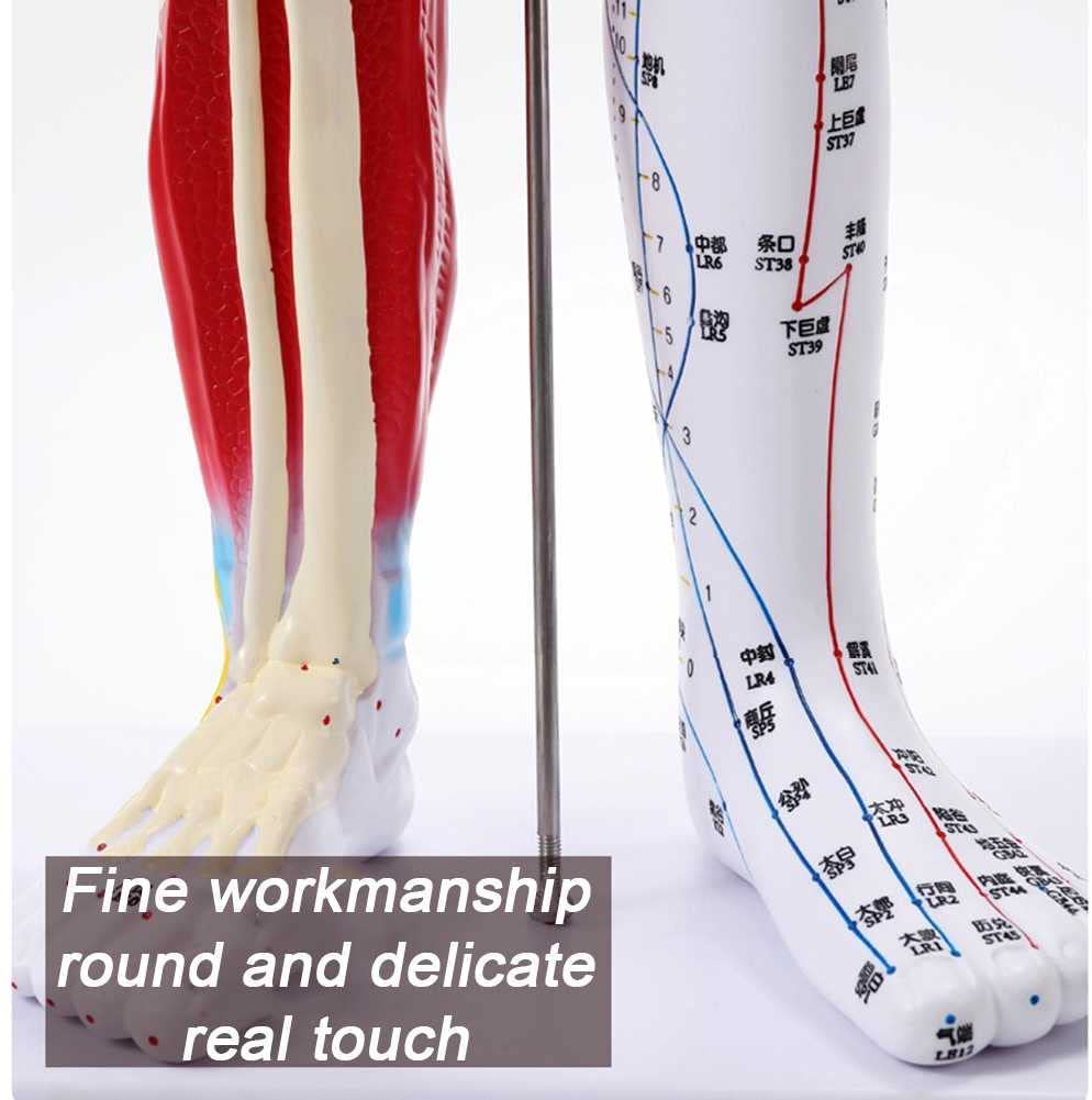 Manekin 85 cm medyczny model akupunktury anatomiczny model męski z precyzyjnym literą i uchwytem w kształcie punktu południka oraz instrukcją w języku angielskim Meridian Point Medical do treningu