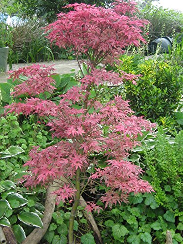 Shirazz Japanese Maple - Cream And Pink Variegation 3 - Year Live Plant #TOP7
