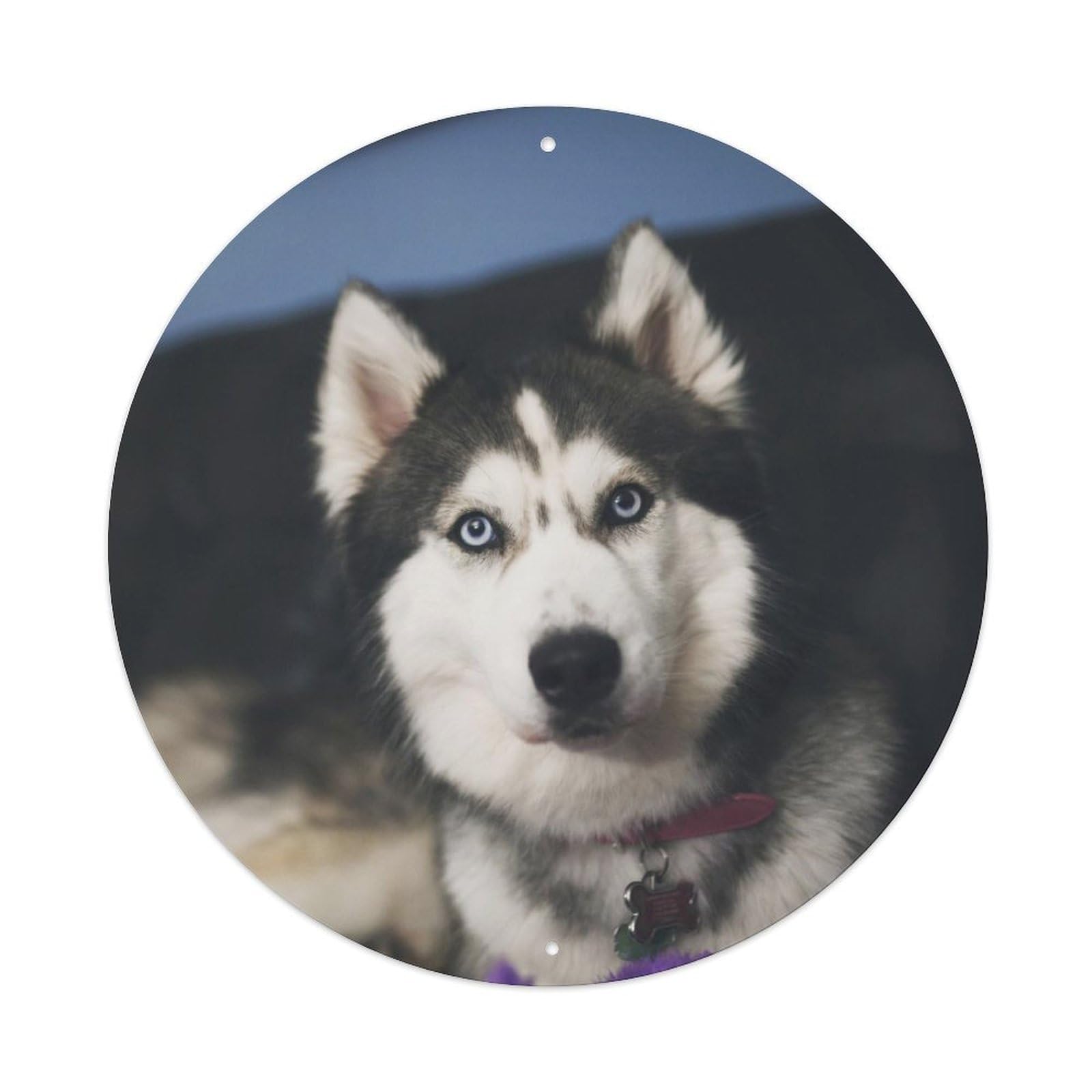 Siberian Husky Portrait Poster Healing Pets Metal Tin Sign