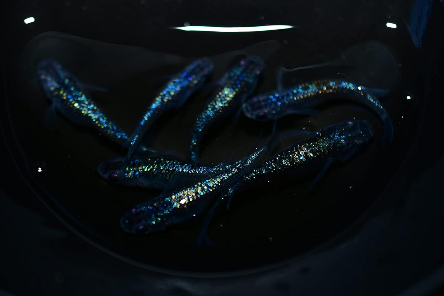 Amazon.co.jp Medaka Sapphire Medaka [With Back]