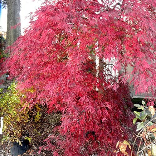 Weeping Japanese Maple Seeds Laceleaf Japanese Maple Ornamental Low Maintenance Hardy Garden Patio Border Outdoor 30Pcs Tree Seeds By Yegaol Garden #TOP1
