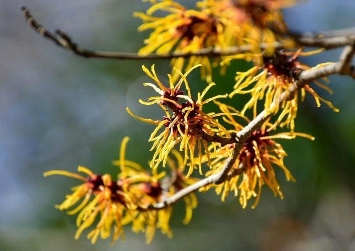 5 Witch Hazel Trees/Shrubs - 12-24" Tall Live Plants - Yellow Flowering Bushes - Hamamelis virginiana - (5 Pack)