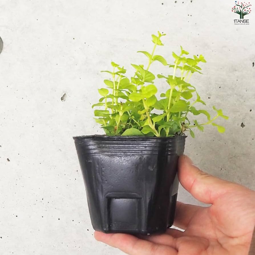 リシマキア　ご予約専用 リシマキア ご予約専用 楽天市場】リシマキア 'リッシー' : お