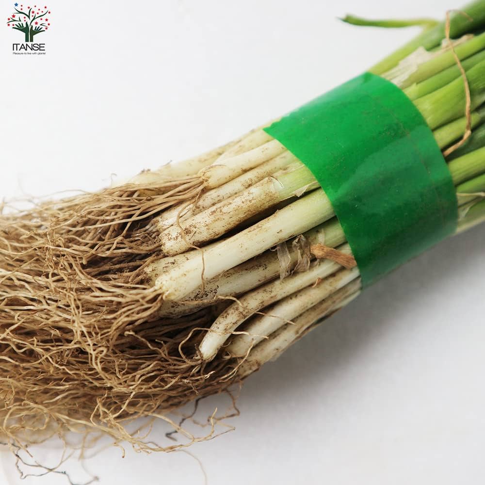 はちみつネギ苗50本 根深1本ネギ はちみつネギ苗50本 根深1本ネギ はちみつ様専用ネギ苗50本