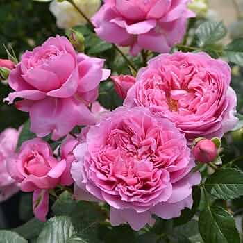 バラ苗 emi出品 Amazon.co.jp: 予約販売 バラ苗 バラ大苗 ロサ オリエンティス プリマ