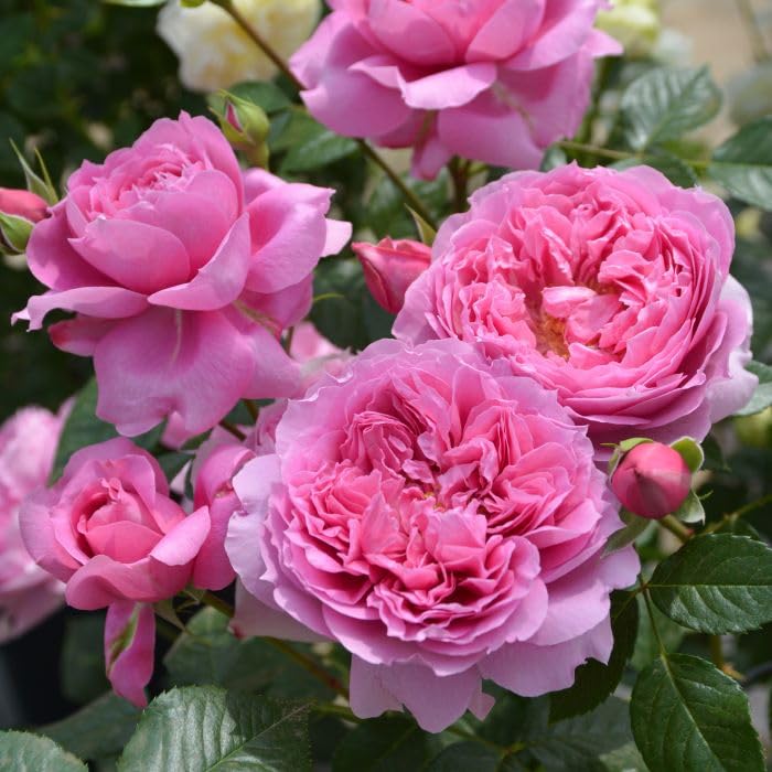 Amazon.co.jp: 予約販売 バラ苗 バラ大苗 ロサ オリエンティス プリマ