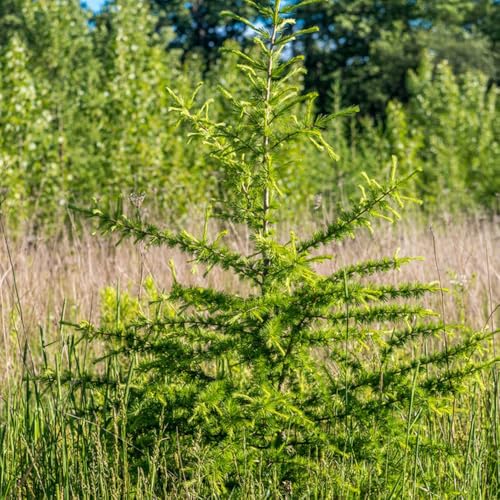 semi di larice verdi, decorazione del giardino esterno larice da balcone, ornamentale resistente all'esterno semi biologici 125pcs