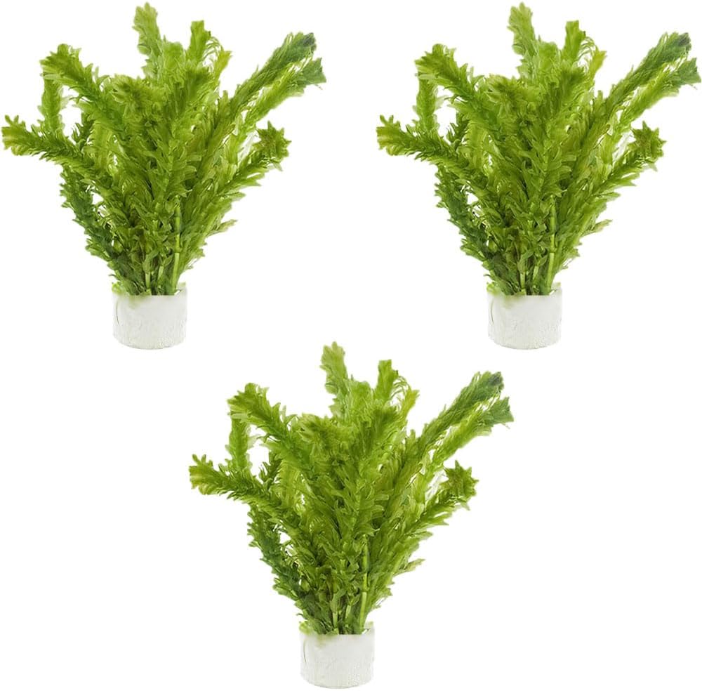 3-Pack Anacharis Egeria Densa Bundle