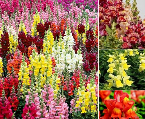 Mixed Snapdragon Flowers Seeds Tall Garden Pretty Flower Annual Outdoor Magic Carpet Non-GMO 300pcs
