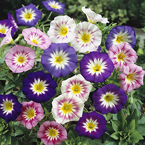 Outsidepride Convolvulus Tricolor Minor Morning Glory Ensign Mix With Climbing, Vining, Trailing Plants - 1000 Seeds #TOP5