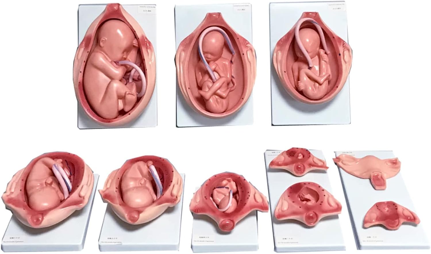 ELJHY Anatomical Models Set of 10 Fetal Growth and
