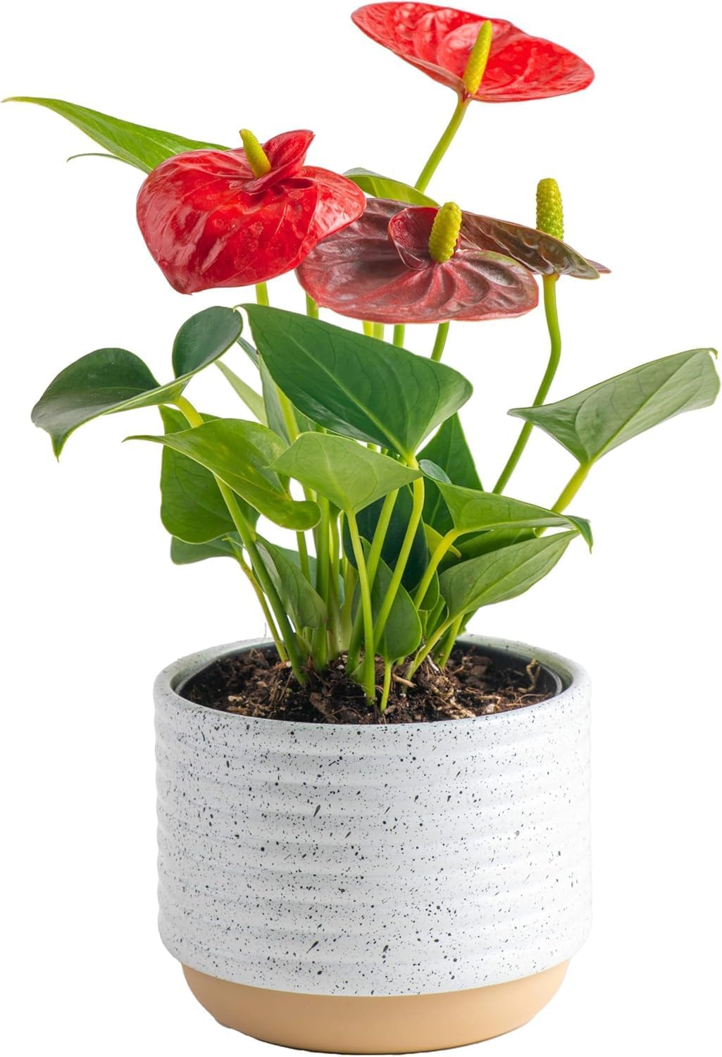 Costa Farms Anthurium, Live Indoor House Plant with Red Flowers, Easy to Care for in Modern Plant Pot, 12-Inches Tall, Housewarming Gift, Room Decor