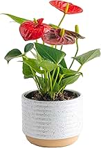 Costa Farms Anthurium, Live Indoor House Plant with Red Flowers, Easy to Care for in Modern Plant Pot, 12-Inches Tall, Housewarming Gift, Room Decor