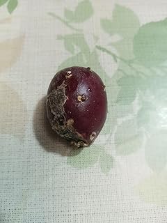 団扇サボテン(オプンチア)opuntia 結実実