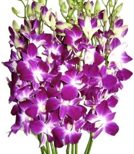 Graduation Flowers - 10 Stems Purple Dendrobium Orchid