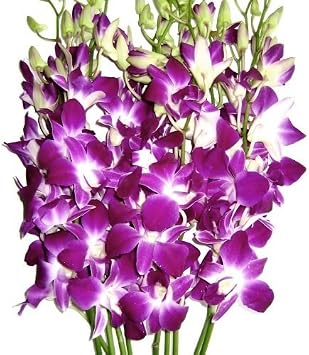 eflowerwholesale - Premium Cut Purple Orchids 10 stems without Vase Support Small Business