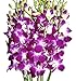 Premium Cut Purple Orchids (10 Stems Orchids)