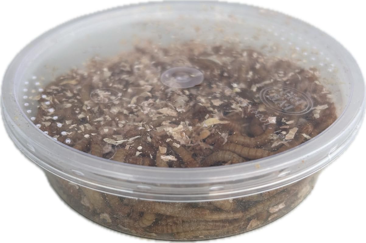 Livefood UK Live Mealworms Regular size Letterbox pack 30g will fit through standard letterbox (1, 30) โ image 1