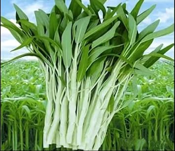 100+ Seed Water Spinach White for Yard & Garden - Non-GMO, Green Leaf Vegetable Seeds for Planting, Produced in The US