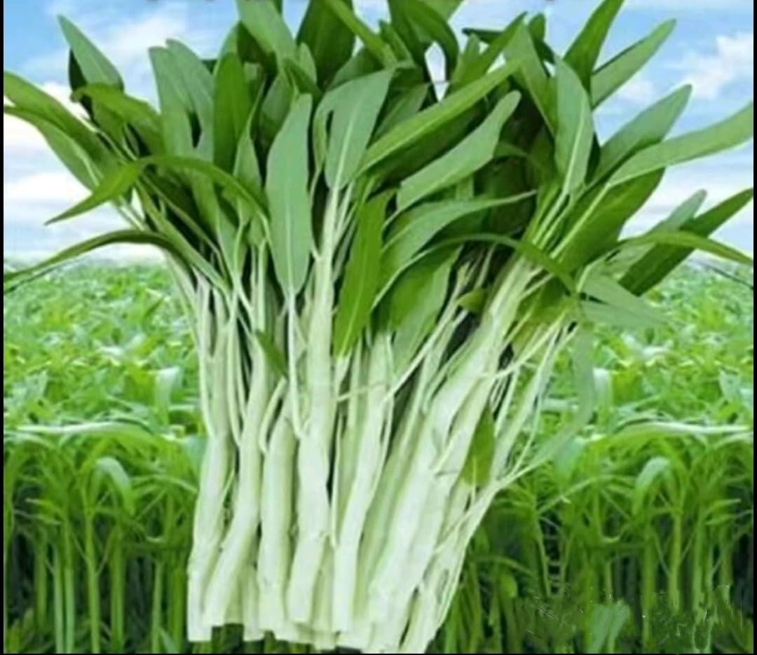 100+ Seed Water Spinach White for Yard & Garden - Non-GMO, Green Leaf Vegetable Seeds for Planting, Produced in The US