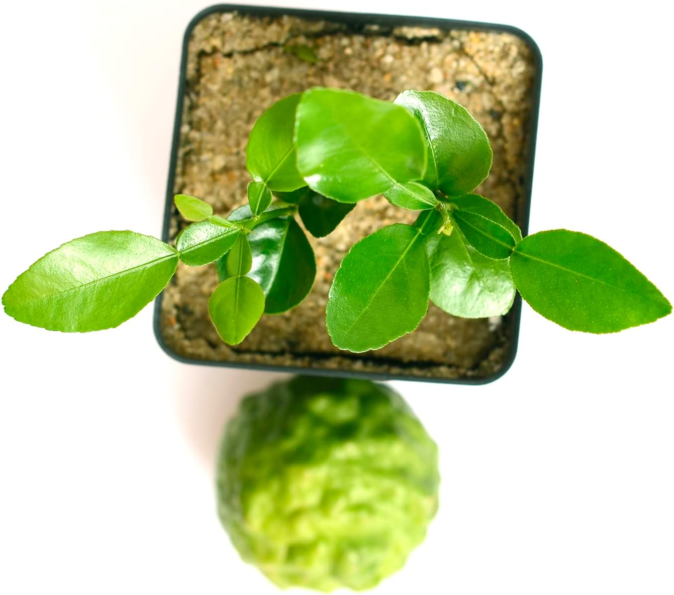 Kaffir Lime Tree - Pot of 2 Starter Plants. Citrus Hystrix. Makrut Lime. 3” - 5”