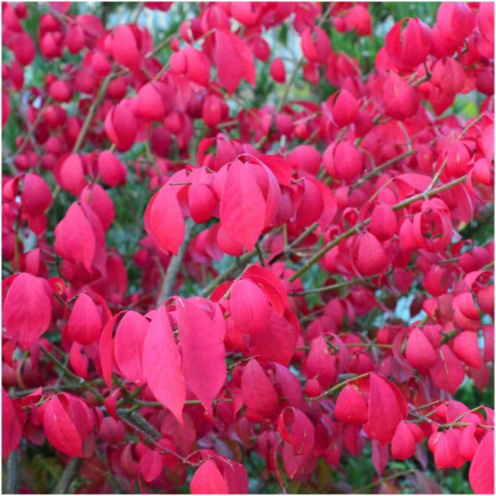 ニシキギ苗木 ブルーアイス苗木 2種セット❗ 大人気の庭木 鉢植 紅葉