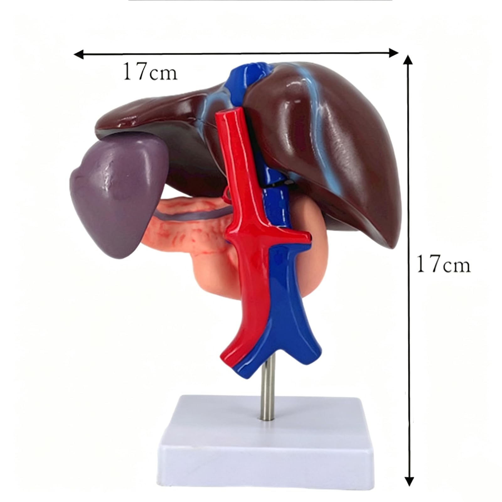 Model anatomiczny człowieka: wątroba, trzustka i dwunastnica (17 cm/6,7