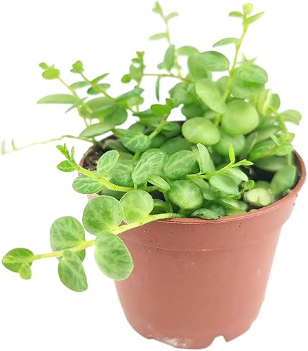 Cadena de tortugas suculentas (maceta de plástico de 4 pulgadas) - Planta Radicans Curio - Suculenta colgante rara - Regalo único para suculentas -