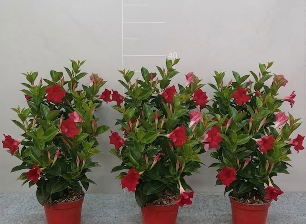 Dipladenia Pianta Viva in Vaso da 14 cm, 6 Pezzi