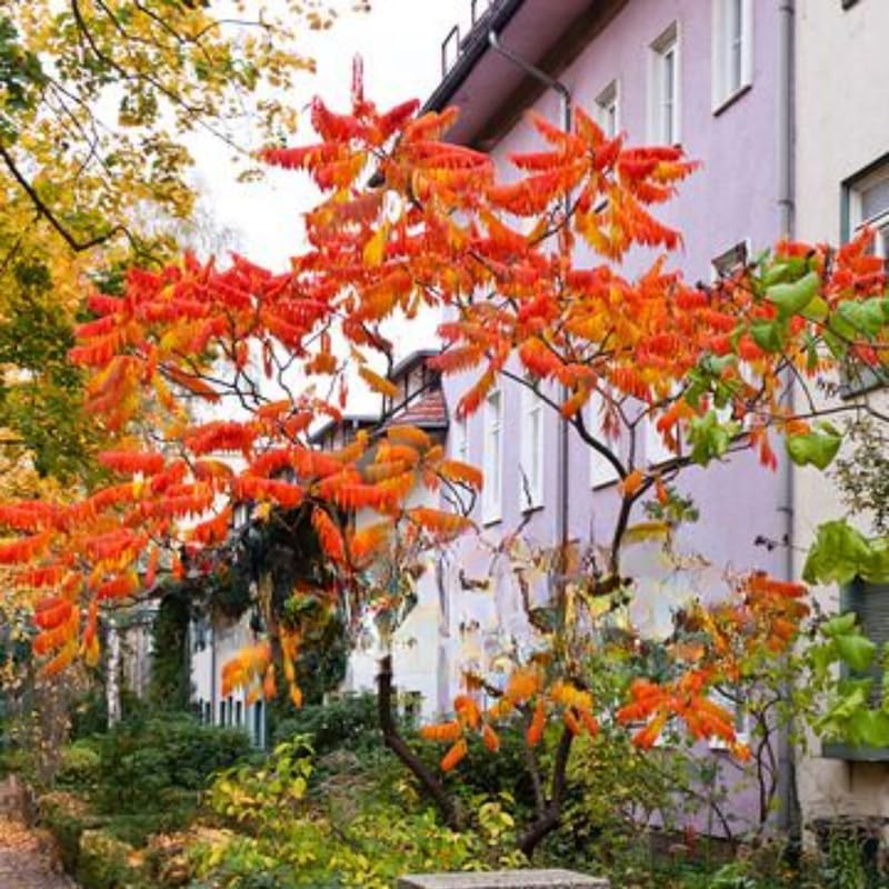 6 Staghorn Sumac Tree Live Plants | 1-2ft Bare Root Seedlings | Fast-Growing Deciduous Ornamental Shrub | Well-Rooted Plants for Garden