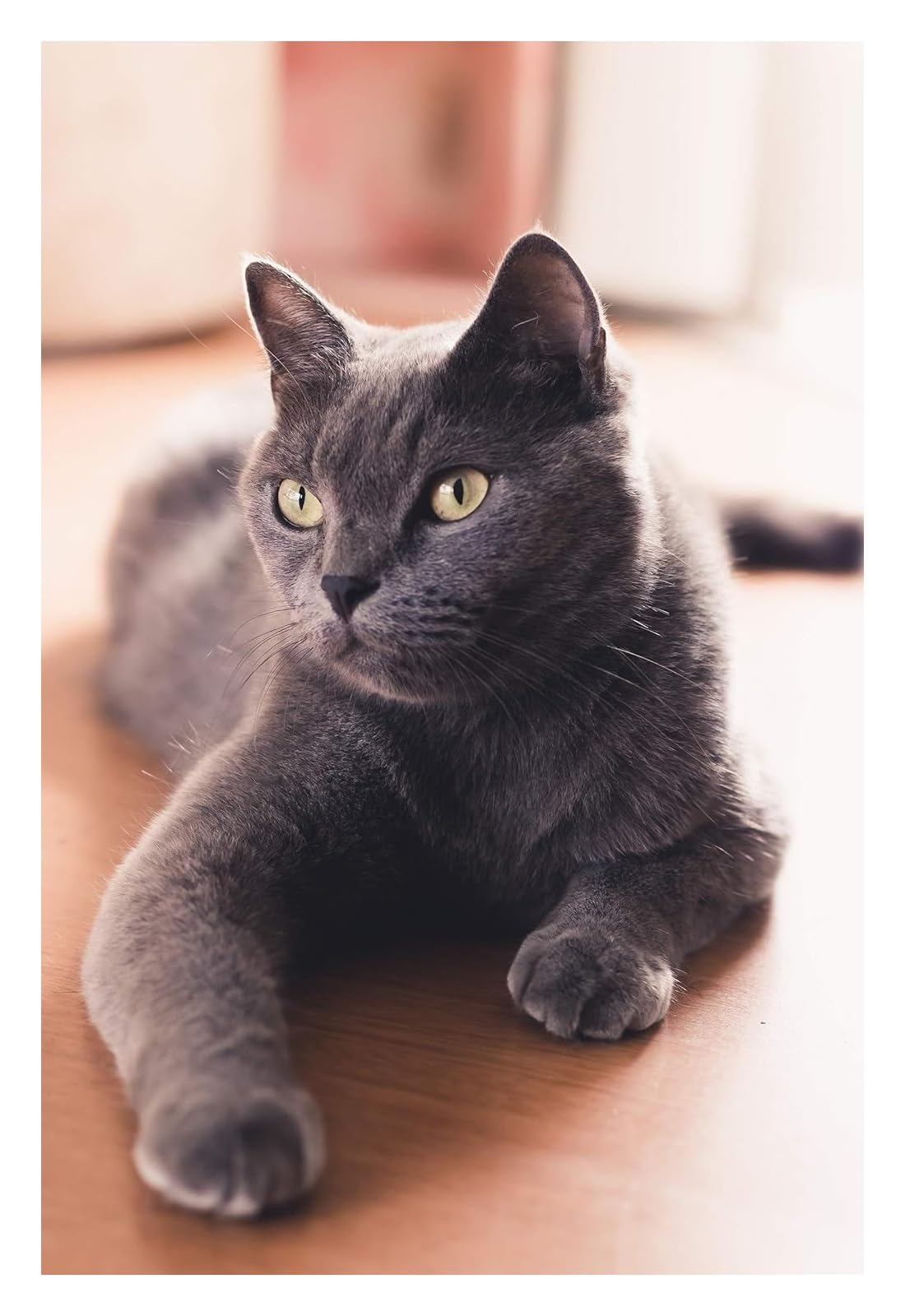 Nprzm H239 5D Diy Diamond Painting By Number Kit For Adults Grey Cat, Diamond Art Kits With Round Diamonds，Embroidery Rhinestone 30X40cm