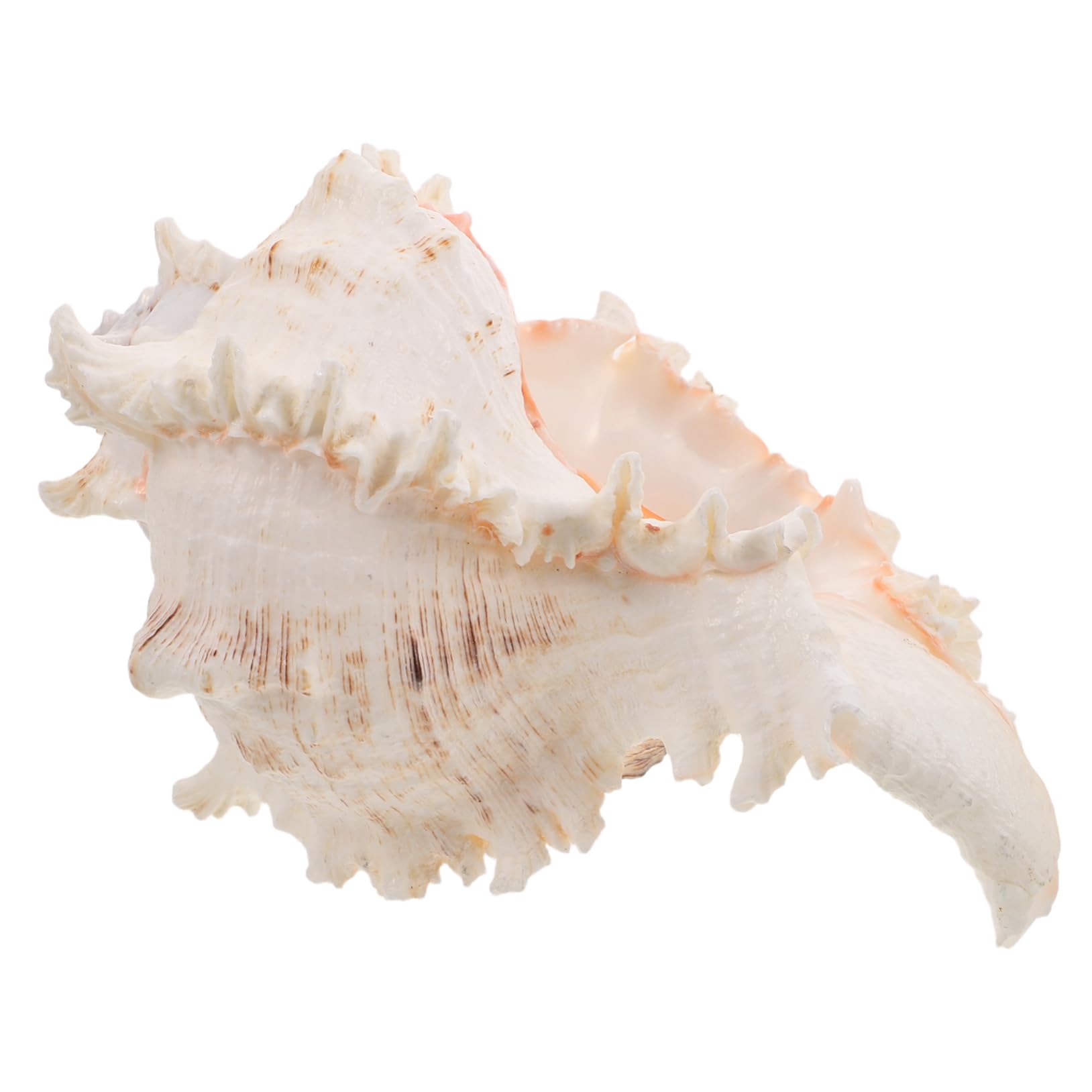 Conchiglie Naturali Grandi Decorazioni per Spiaggia Acquario Ornamenti Costieri Casa Mare Artigianato Conchiglie Mare Decorare Feste Hawaiane Tema